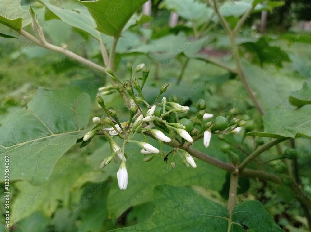 flower buds Solanum torvum, also known as pendejera, turkey berry, devil's fig, pea eggplant, platebrush or susumber flower buds Solanum torvum, also known as pendejera, turkey berry, devil's fig, pea eggplant, platebrush or susumber