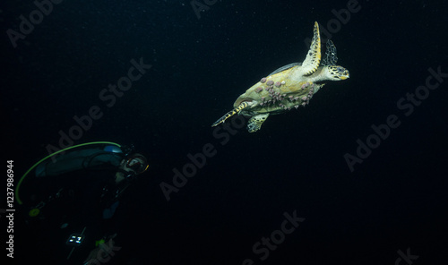 sea turtle spotted during nightdive in the Maldives photo
