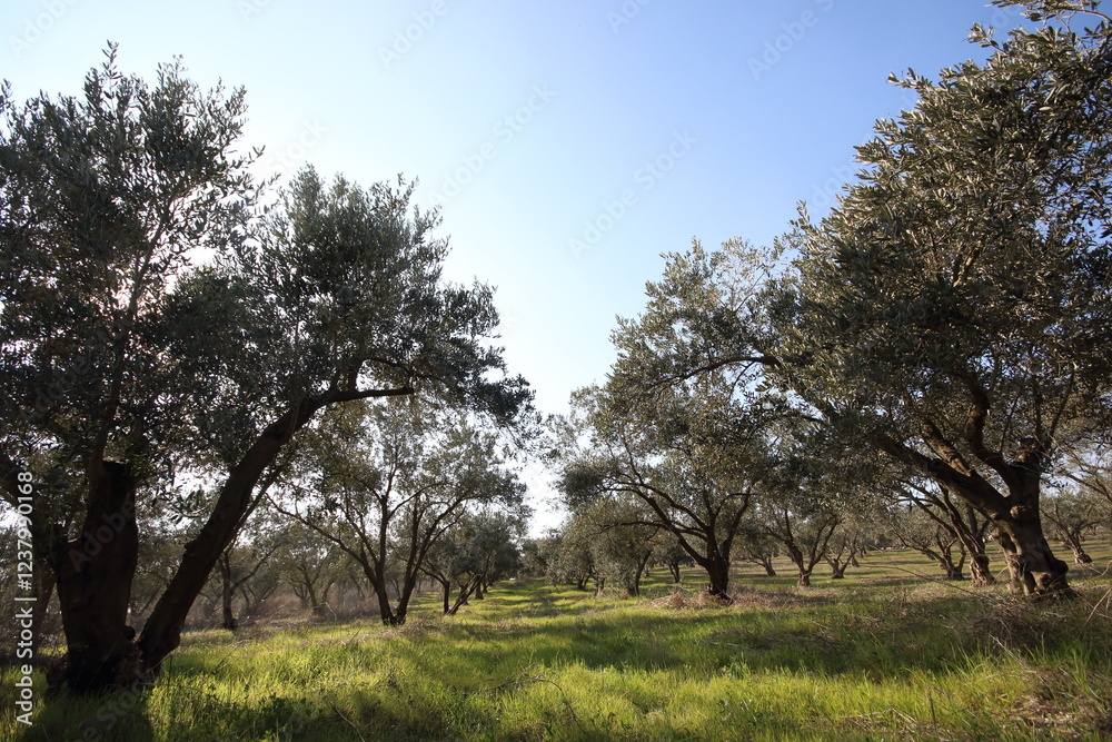 rows of olive trees in an olive orchard rows of olive trees in an olive orchard