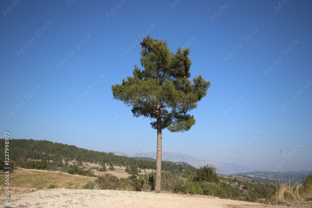 Fototapeta premium A solitary pine stands gracefully , framed against a clear blue sky