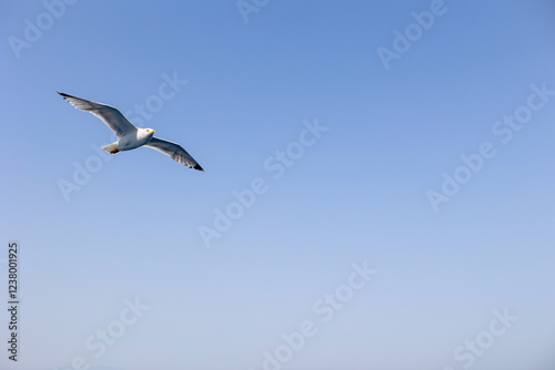 Seagull gull flying, Blue sky. Overcoming adversity