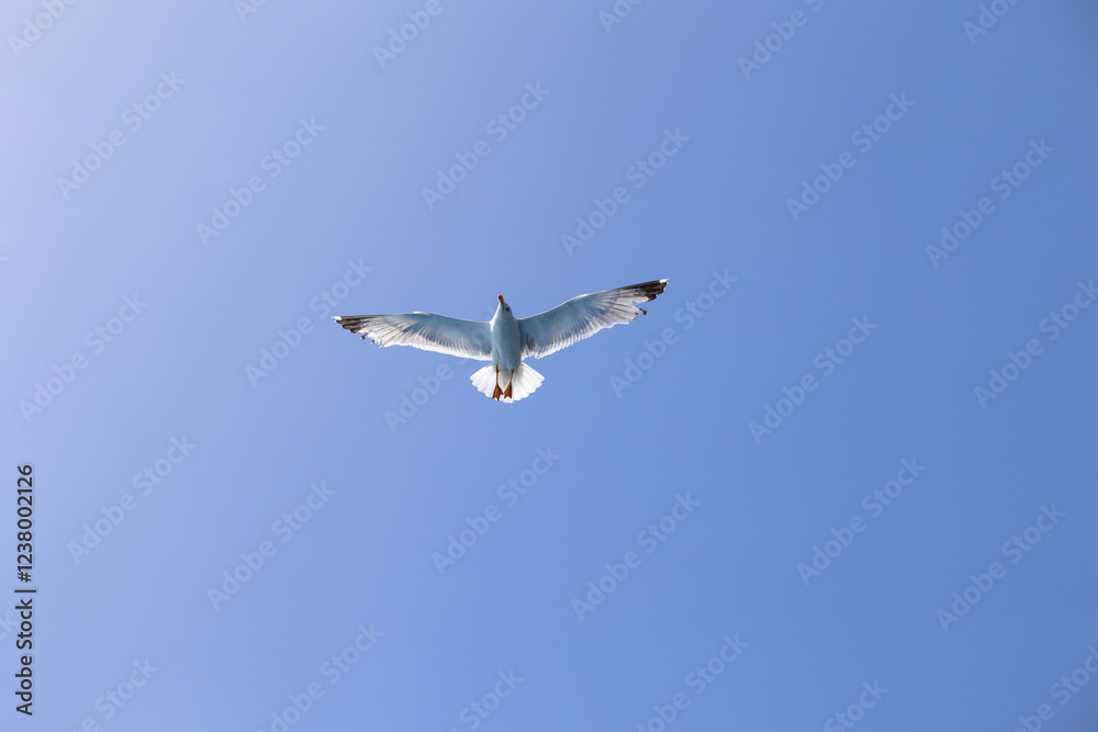Seagull gull flying, Blue sky. Overcoming adversity Seagull gull flying, Blue sky. Overcoming adversity