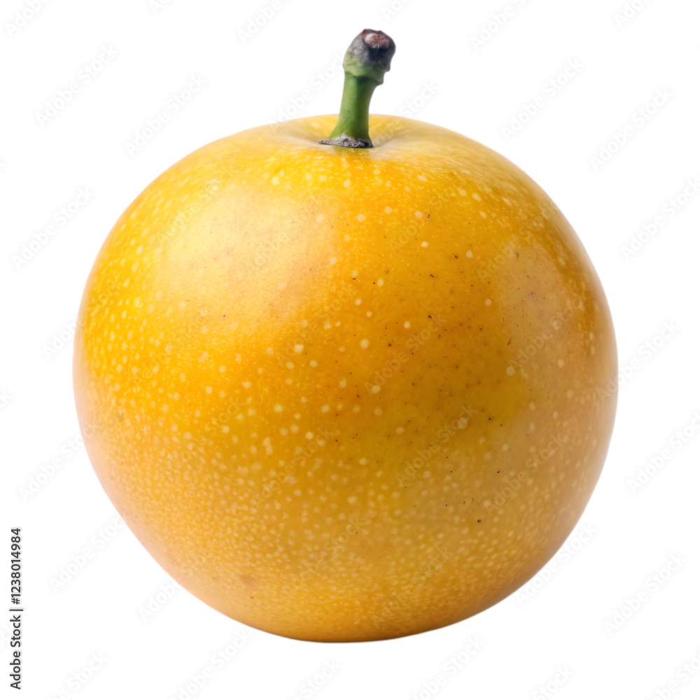 Marula isolated fruits on transparent background Marula isolated fruits on transparent background