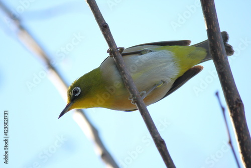 蜜を求めて飛び回るメジロ photo