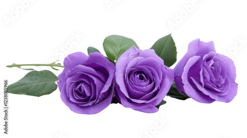Fototapeta Naklejka Na Ścianę i Meble -  Three purple roses blooming with green leaves on transparent background