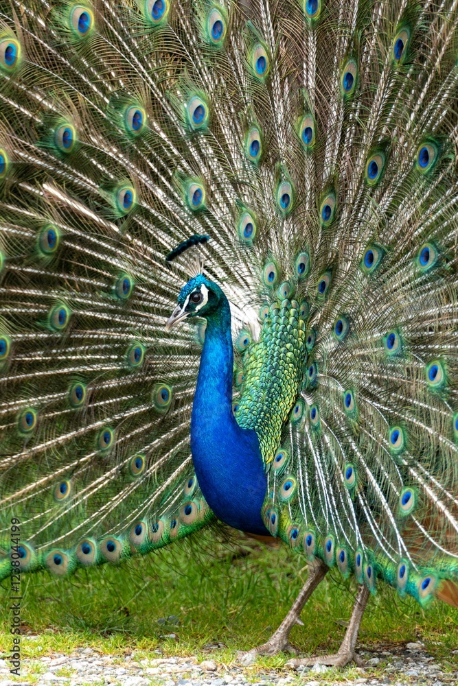 Obraz premium Peacock with Vibrant Feathers