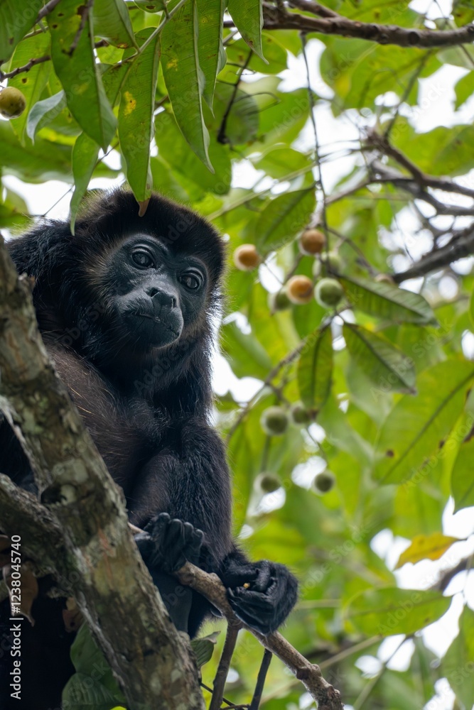 Obraz premium Howler monkey in a tropical forest.