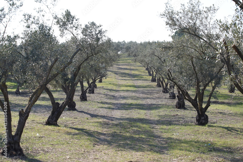 Olive trees in an orchard in the countryside, surrounded by green grass in early spring Olive trees in an orchard in the countryside, surrounded by green grass in early spring