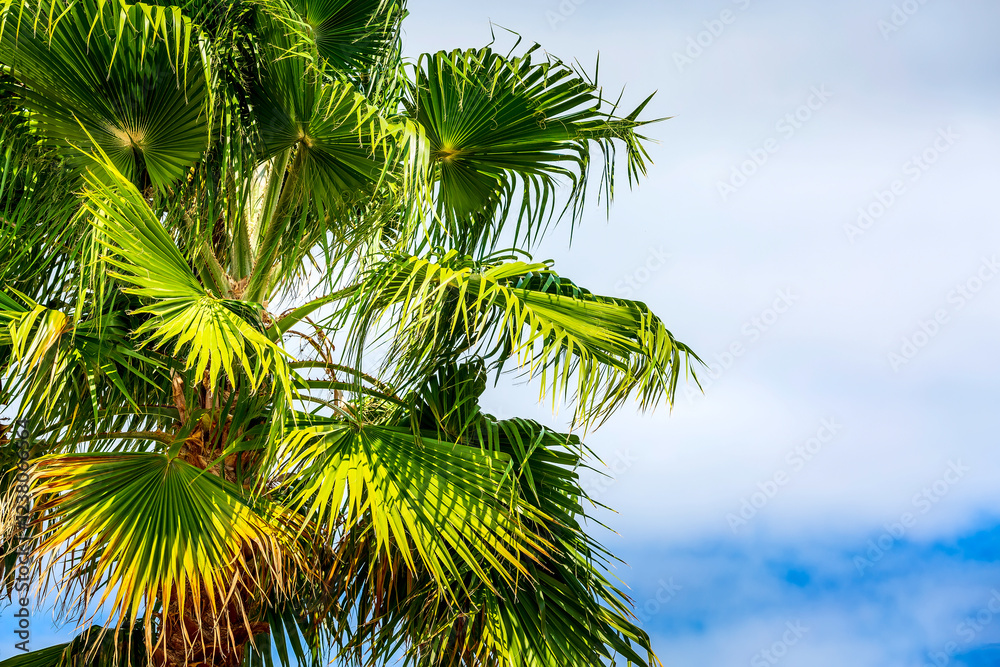 Fototapeta premium Green palm trees in the blue cloudy sky