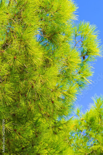 Pine forest tree and blue sky in Halkidiki, Greece