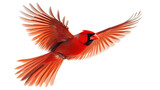 Majestic red cardinal bird flying with open wings on transparent background