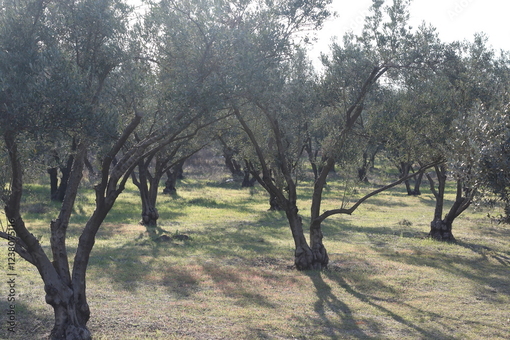 Rows of Olive trees in an orchard in the countryside, surrounded by green grass in early spring Rows of Olive trees in an orchard in the countryside, surrounded by green grass in early spring