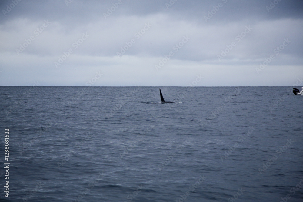 Obraz premium Male killer whale swimming in the Norwegian Sea near Skjervoya island. Northern Norway.