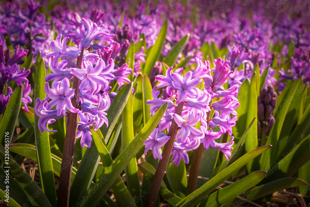 Naklejka premium Purple close-up Hyacinth, field in Holland