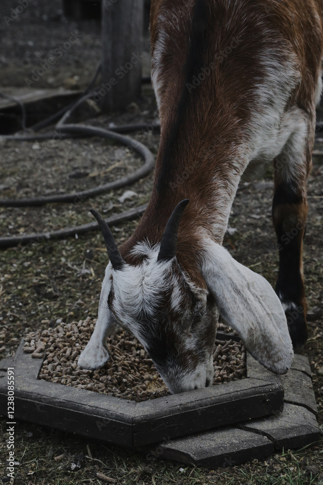 Portrait of horned funny goat outside on a farm Portrait of horned funny goat outside on a farm