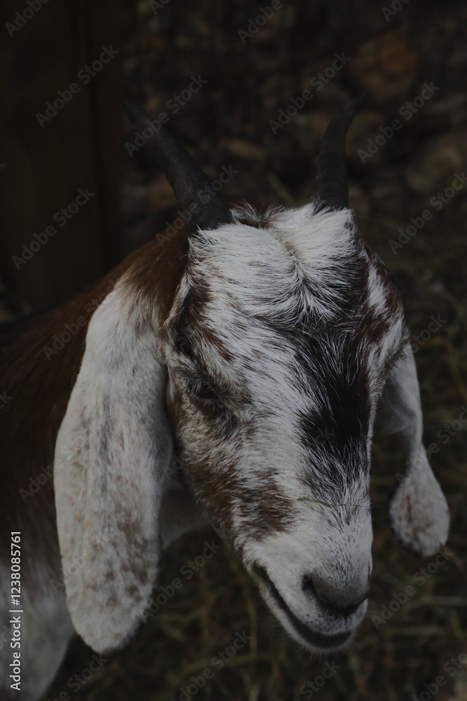 Fototapeta premium Portrait of horned funny goat outside on a farm