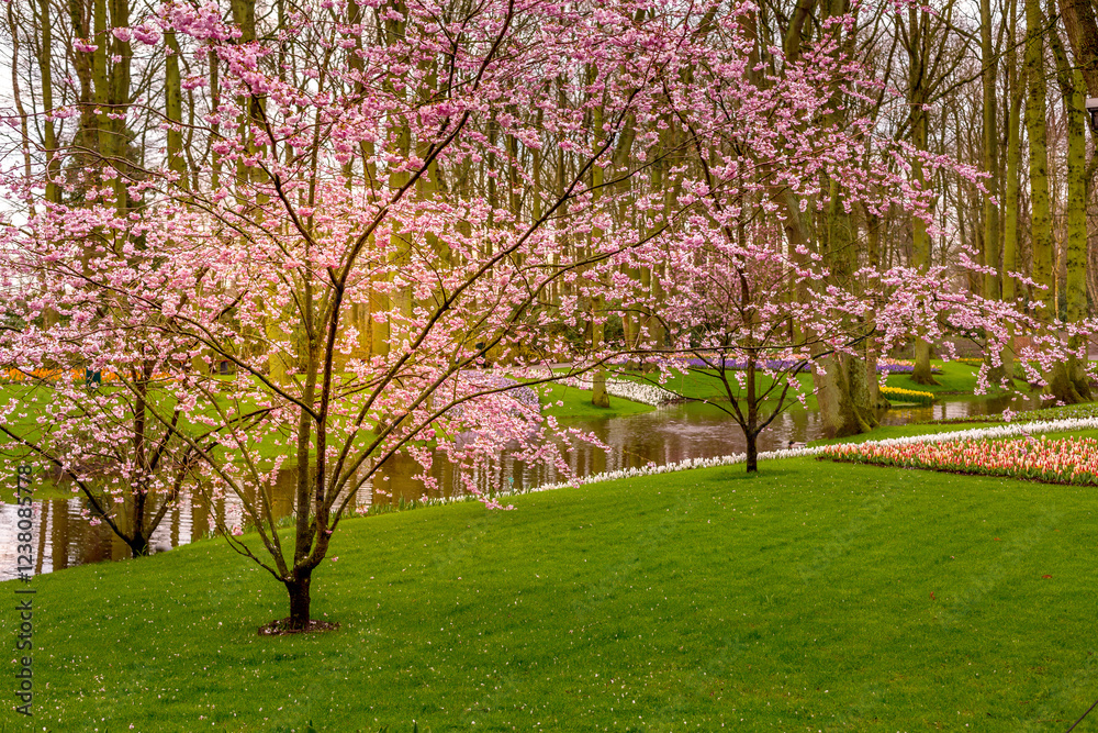 Trees and flowers in Keukenhof, Netherlands Trees and flowers in Keukenhof, Netherlands