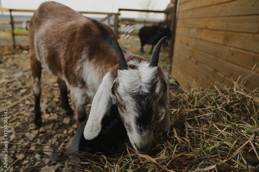 Portrait of horned funny goat outside on a farm Portrait of horned funny goat outside on a farm