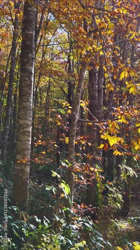 秋のブナ林　美しい森林　こもれび　移動撮影　自然　風景　イメージ　縦型動画　SNS　サイネージ