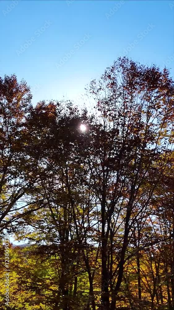 秋のブナ林　美しい森林　こもれび　移動撮影　自然　風景　イメージ　縦型動画　SNS　サイネージ