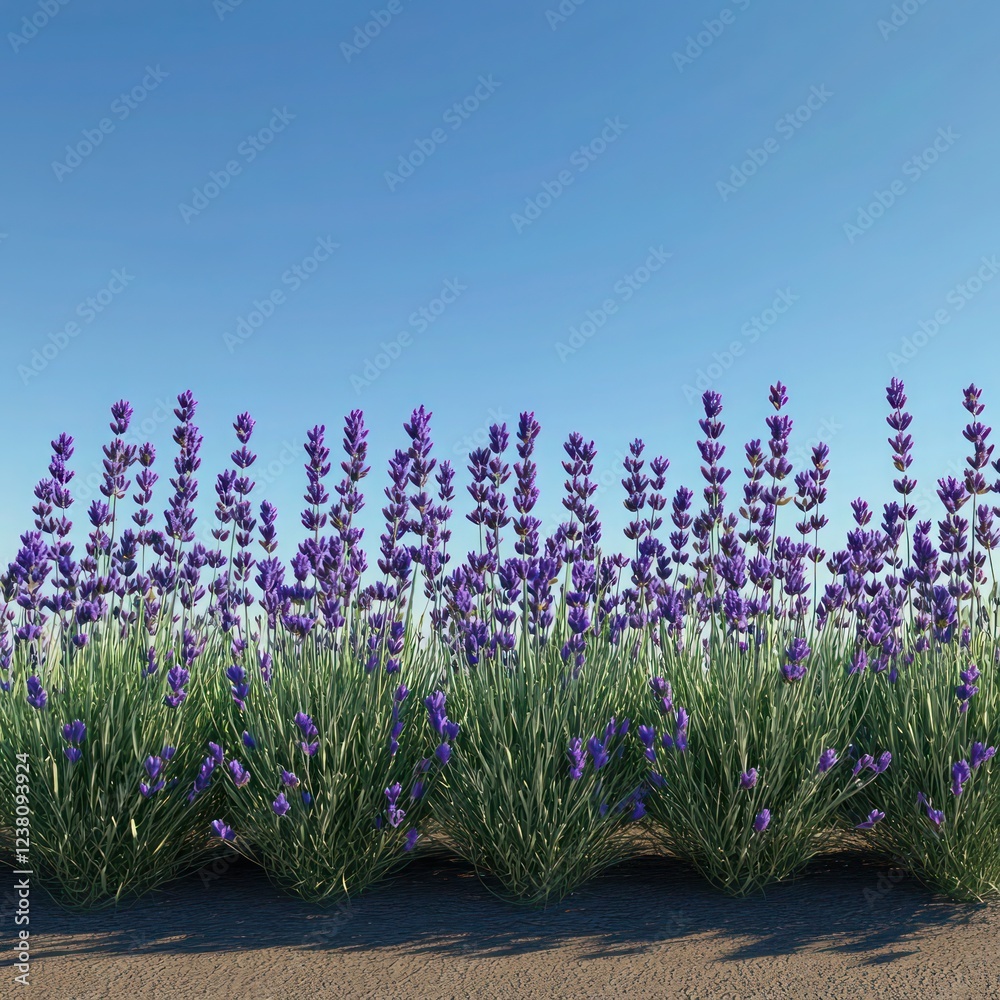 Naklejka premium A neat row of lavender plants blooming under a clear blue sky