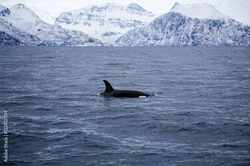 Photos Female killer whale swimming in the Norwegian Sea near Skjervoya island