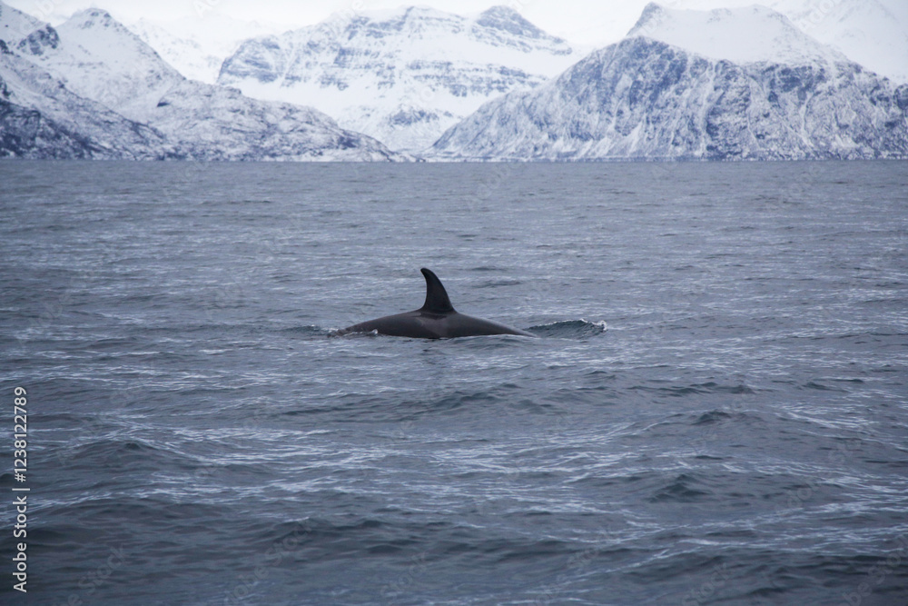 Fototapeta premium Female killer whale swimming in the Norwegian Sea near Skjervoya island. Northern Norway.
