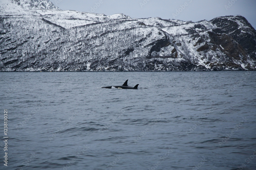 Obraz premium Adult female orca with calf near Skjervoya island. Northern Norway.