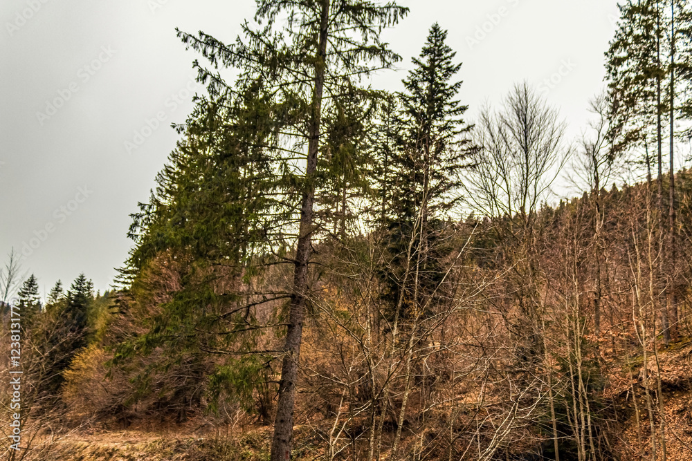 Landscapes - Forest - Europe, Romania, Suceava region Landscapes - Forest - Europe, Romania, Suceava region