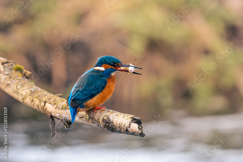 kingfisher holding a fish on a branch
