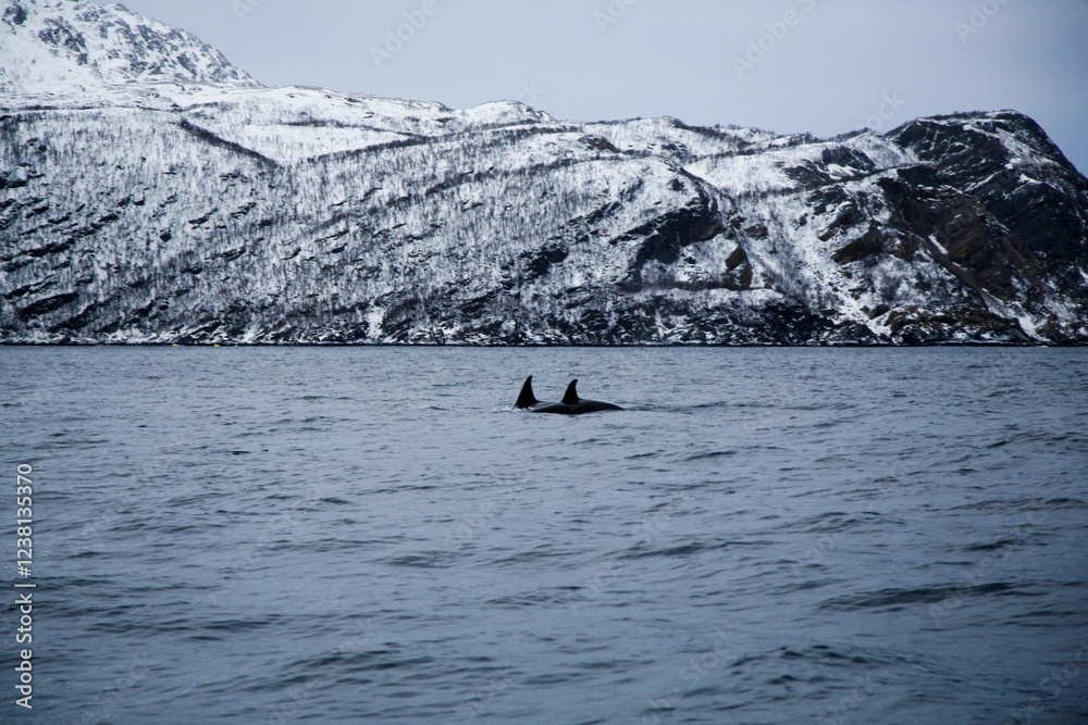 Obraz premium Adult female orca with calf near Skjervoya island. Northern Norway.