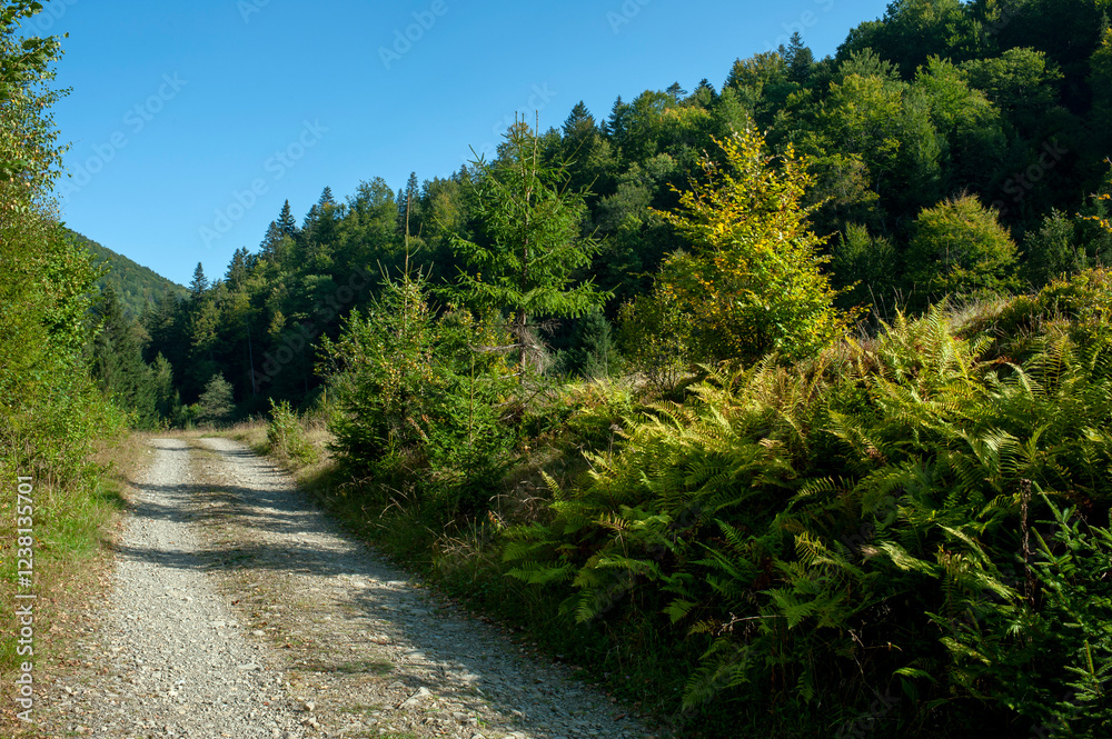 Road in an autumn forest. Forest in sunlight. Shadows of spruce trees across a forest road. Road in an autumn forest. Forest in sunlight. Shadows of spruce trees across a forest road.