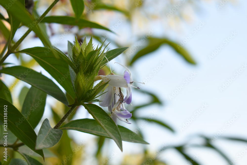 Fototapeta premium Crested Philippine violet or Bluebell barleria (Barleria cristata Lavender Lace) rare variety wild flower medicinal plant, close up, Barleria Cristata Lavender Lace Flowers With Leaves In Garden,