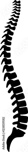 spine anatomy