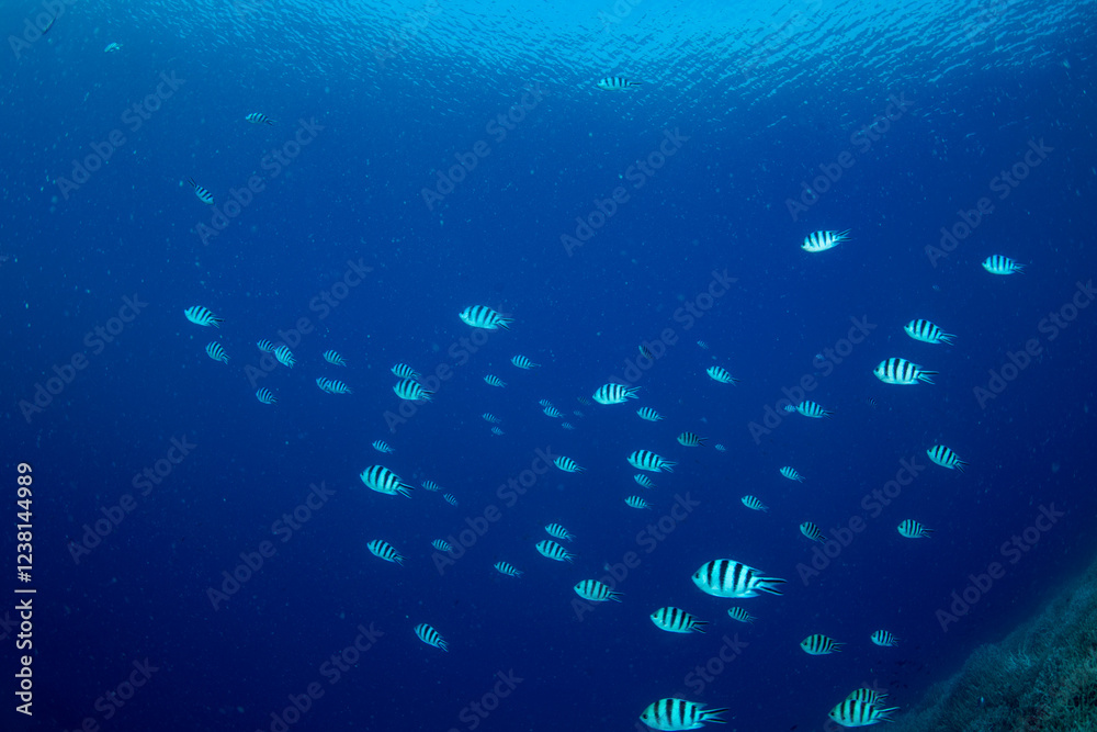 Fototapeta premium ロクセンスズメダイの群れ 小笠原