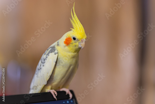 Beautiful photo of a bird.Funny parrot.Cockatiel parrot.
Home pet yellow bird.Beautiful feathers.Cute cockatiel.Home pet parrot.A bird with a crest.Natural color.Birdie.The parrot looks in the mirror.