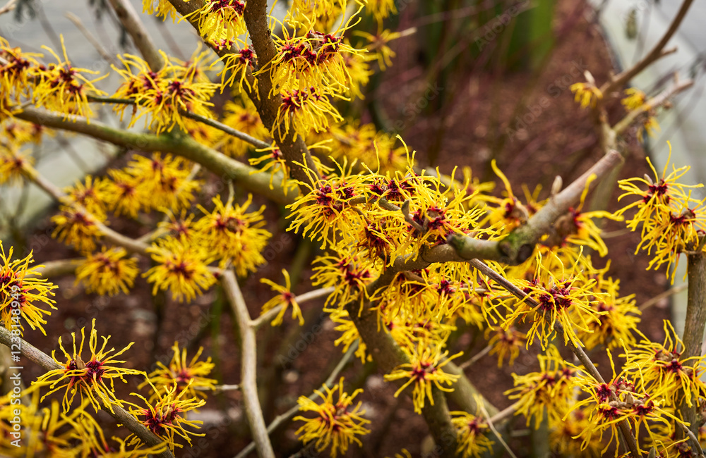 Witch Hazel (Hamamelis virginiana) flowers close-up. Hamamelidaceae deciduous tree. Yellow flowers in early spring. Spring floral background. selective focus Witch Hazel (Hamamelis virginiana) flowers close-up. Hamamelidaceae deciduous tree. Yellow flowers in early spring. Spring floral background. selective focus