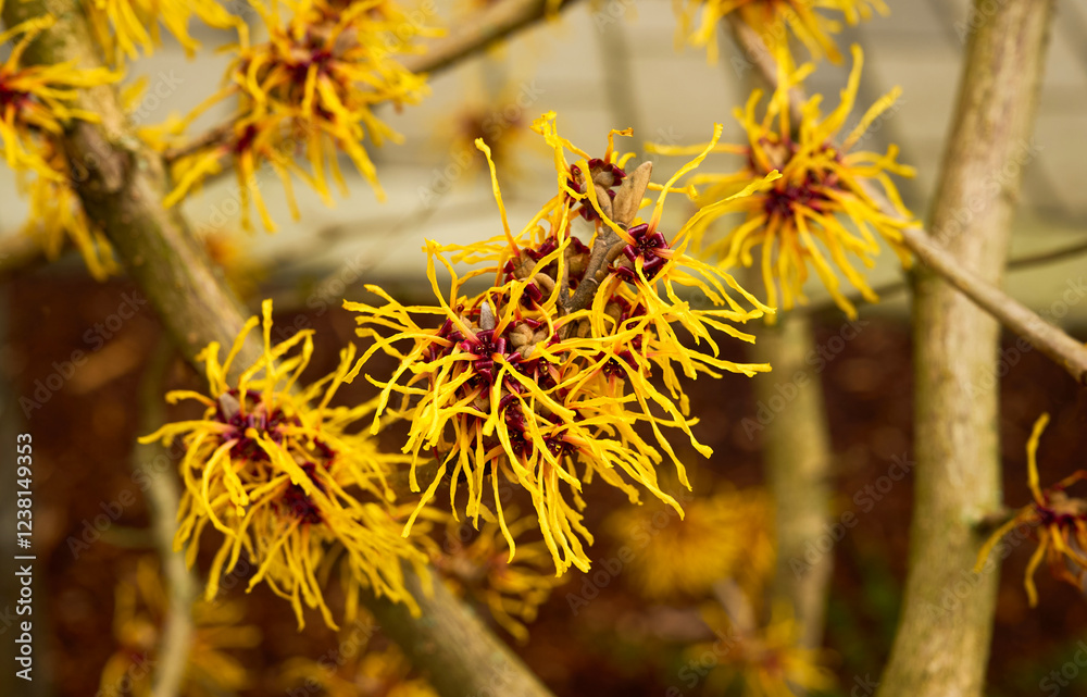 Witch Hazel (Hamamelis virginiana) flowers close-up. Hamamelidaceae deciduous tree. Yellow flowers in early spring. Spring floral background. selective focus Witch Hazel (Hamamelis virginiana) flowers close-up. Hamamelidaceae deciduous tree. Yellow flowers in early spring. Spring floral background. selective focus