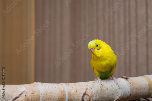 Yellow wavy parrot at home close-up. Beautiful ornamental birds on horizontal photos. 