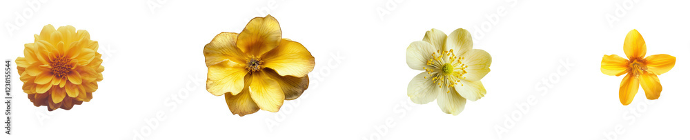 Yellow Floral, isolated on transparent background, high solution, Commercial use, Yellow Floral, isolated on transparent background, high solution, Commercial use,