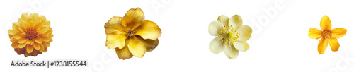 Yellow Floral,  isolated on transparent background, high solution, Commercial use,