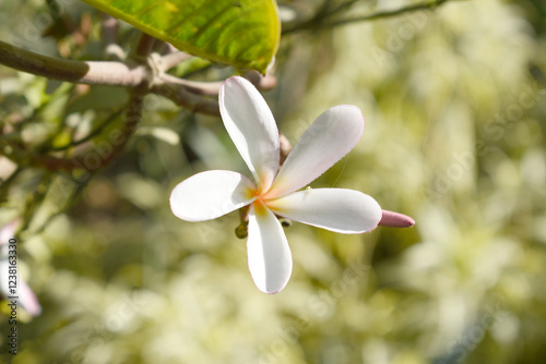 Canvas Print Plumeria obtusa, the frangipani, is a species of the genus Plumeria, beautiful little blooming Plumeria obtusa flowers, the Singapore graveyard flower