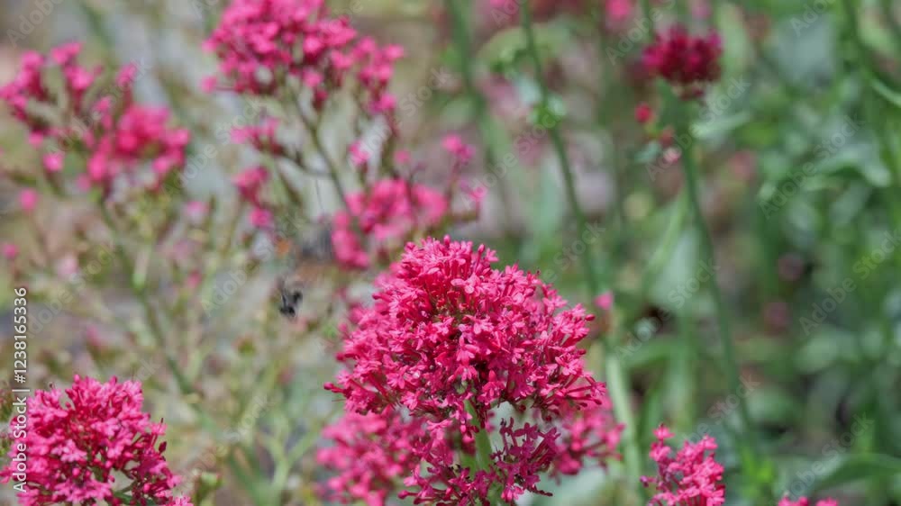 The hummingbird hawk-moth (Macroglossum stellatarum) hovers around a red valerian (Centranthus ruber) flower, sipping nectar with its long proboscis. It resembles a tiny hummingbird The hummingbird hawk-moth (Macroglossum stellatarum) hovers around a red valerian (Centranthus ruber) flower, sipping nectar with its long proboscis. It resembles a tiny hummingbird