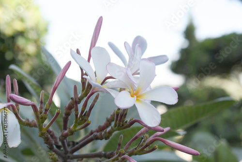 Plumeria obtusa, the frangipani, is a species of the genus Plumeria, beautiful little blooming Plumeria obtusa flowers, the Singapore graveyard flower.cultivated fot its ornamental and fragrant flower photo