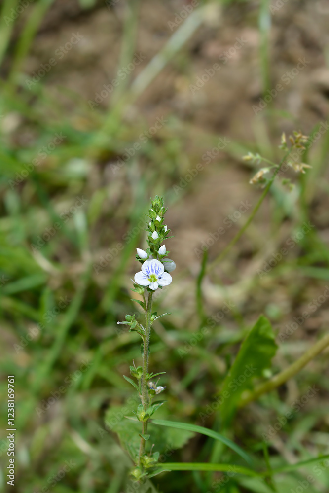Thyme-leaved speedwell flowers Thyme-leaved speedwell flowers