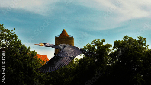 Kormoran