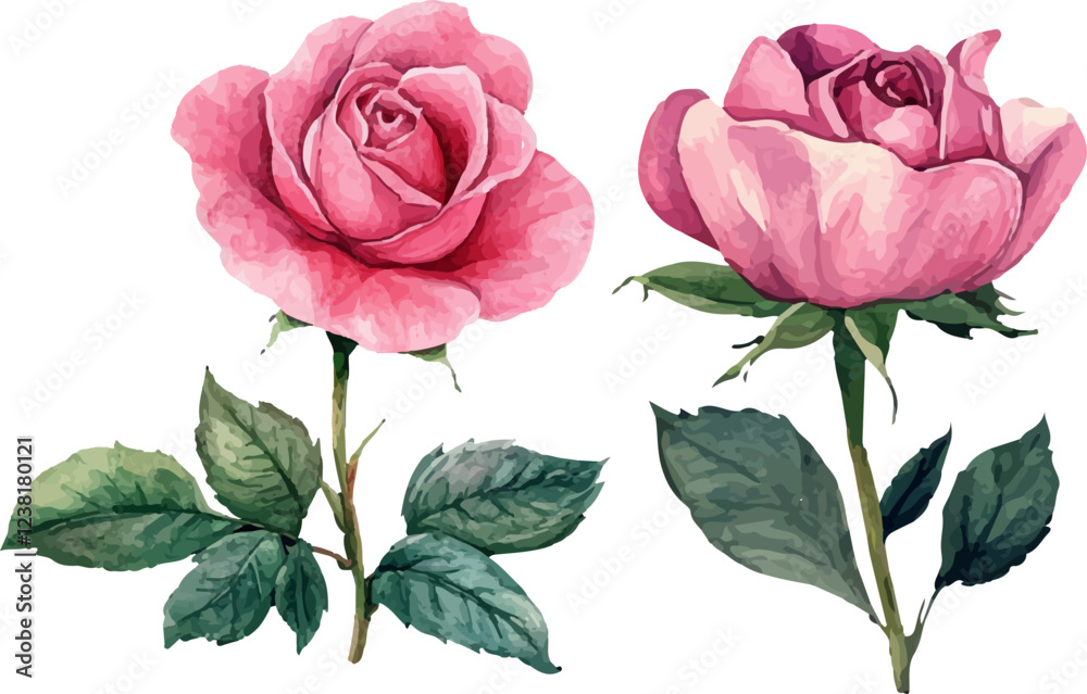 Fototapeta premium pink rose with leaves