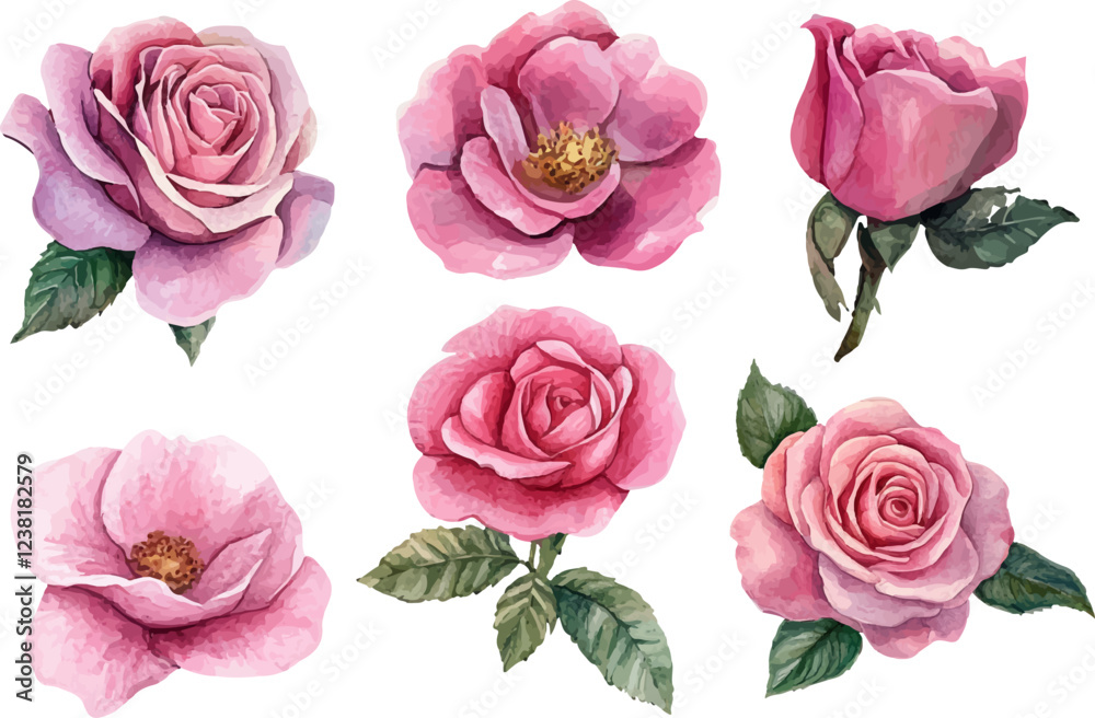 Fototapeta premium pink roses on white