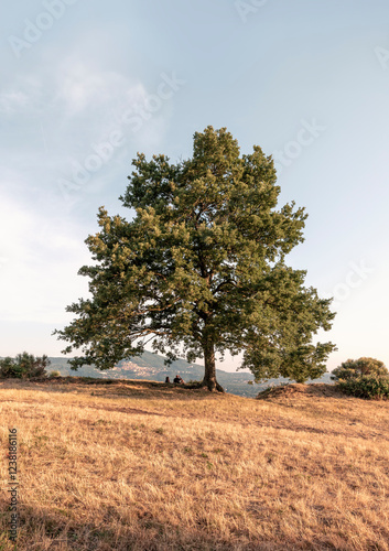 tree in the field