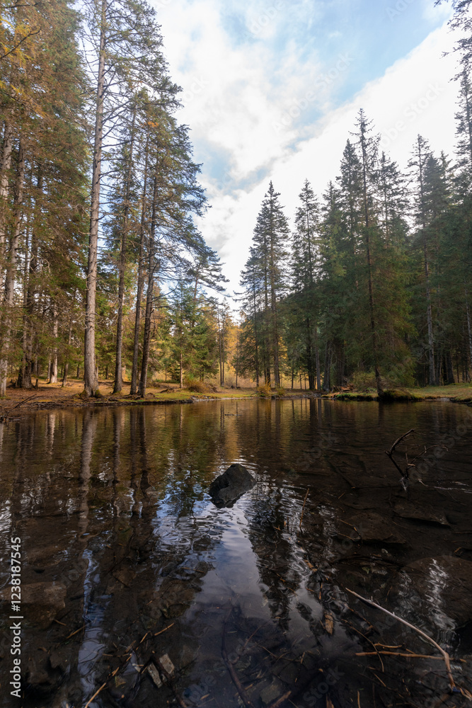Obraz premium lake in the forest